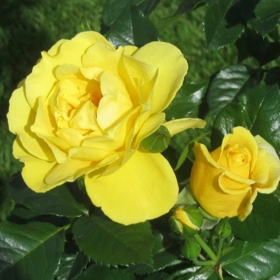 Роза "Dukat"