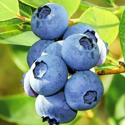 Голубика "Bluecrop"
