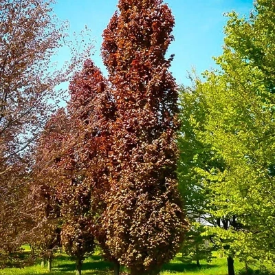 Бук европейский "Red  Obelisk"