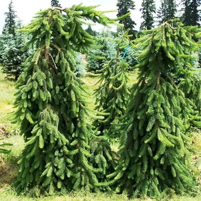 Ель сербская "Pendula Bruns"