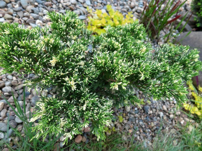 Можжевельник казацкий "Variegata"