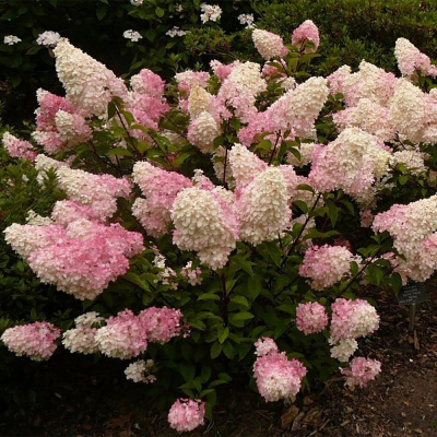 Гортензия метельчатая "Grandiflora"