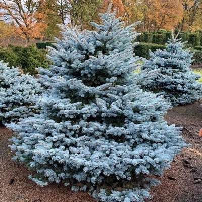 Ель колючая "Glauca Globosa"
