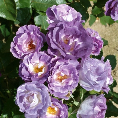 Роза "Blue for You"