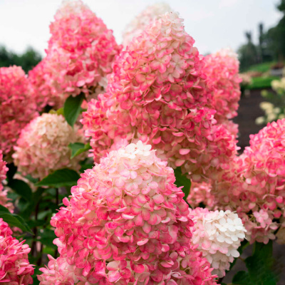 Гортензия метельчатая "Pink and Rose"