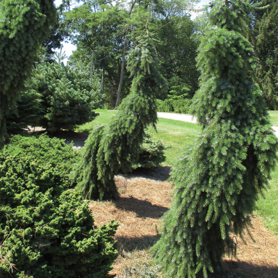 Ель сербская "Pendula Bruns"