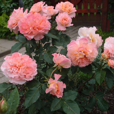 Роза "Augusta Luise"