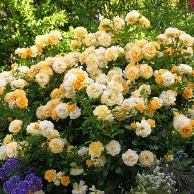 Роза "Anisade"