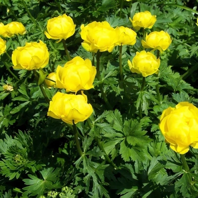 Купальница европейская